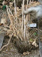 ラナンキュラスの栽培方法