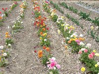 Ranunculus in open air