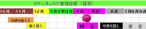 ラナンキュラスの栽培方法