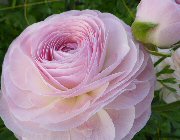 ラナンキュラス